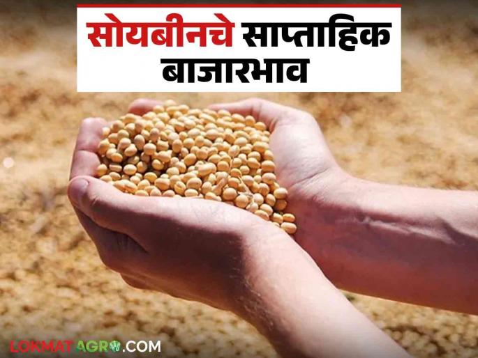 Latest News soyabean Market 2 percent increase in soybean price and 19 percent decrease in import, read in detail | Soyabean Market : सोयाबीन दरात 2 टक्के वाढ तर आवकेत 19 टक्क्यांची घट, वाचा सविस्तर Latest News soyabean Market 2 percent increase in soybean price and 19 percent decrease in import, read in detail | Soyabean Market : सोयाबीन दरात 2 टक्के वाढ तर आवकेत 19 टक्क्यांची घट, वाचा सविस्तर