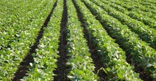 Buldana district's productivity around the average | बुलडाणा जिल्ह्यात खरीपातील उत्पादकता सरासरीच्या आसपास राहण्याची शक्यता Buldana district's productivity around the average | बुलडाणा जिल्ह्यात खरीपातील उत्पादकता सरासरीच्या आसपास राहण्याची शक्यता