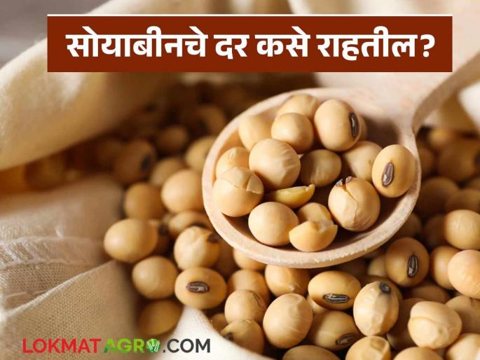 latest News Soyabean Market How will soybean prices remain after MSP is announced Read in detail | Soyabean Market : MSP जाहीर केल्यांनतर साेयाबीनचे दर कसे राहतील? वाचा सविस्तर  latest News Soyabean Market How will soybean prices remain after MSP is announced Read in detail | Soyabean Market : MSP जाहीर केल्यांनतर साेयाबीनचे दर कसे राहतील? वाचा सविस्तर
