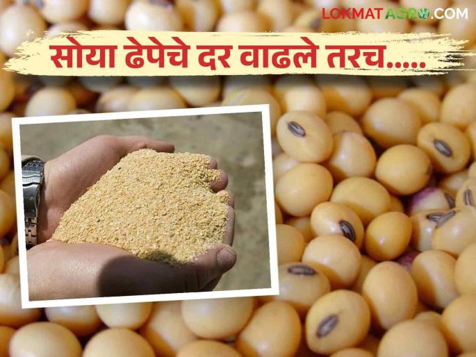 Latest News Soybean price increase only if price of soya doc, not oil see details | Soyabean Market : तेल नव्हे, साेया ढेपेचे दर वाढले तरच... जाणून घ्या सोयाबीन दरवाढीचं गणित Latest News Soybean price increase only if price of soya doc, not oil see details | Soyabean Market : तेल नव्हे, साेया ढेपेचे दर वाढले तरच... जाणून घ्या सोयाबीन दरवाढीचं गणित