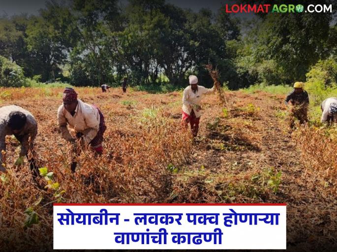latest news soyabean kadhani Read in detail when to harvest early maturing soybean varieties | Soyabean Kadhani : लवकर पक्व होणाऱ्या सोयाबीनच्या वाणांची काढणी कधी करावी, वाचा सविस्तर 