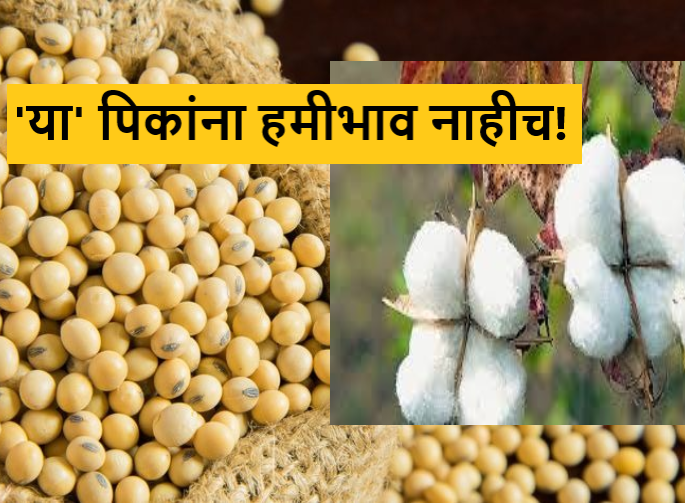 Latest News Soyabean, cotton has no guaranteed price, also no market price, read in detail | Soyabean, Cotton Market : सोयाबीन, कापसाला हमीभाव नाही, शिवाय बाजारभावही नाही, वाचा सविस्तर Latest News Soyabean, cotton has no guaranteed price, also no market price, read in detail | Soyabean, Cotton Market : सोयाबीन, कापसाला हमीभाव नाही, शिवाय बाजारभावही नाही, वाचा सविस्तर