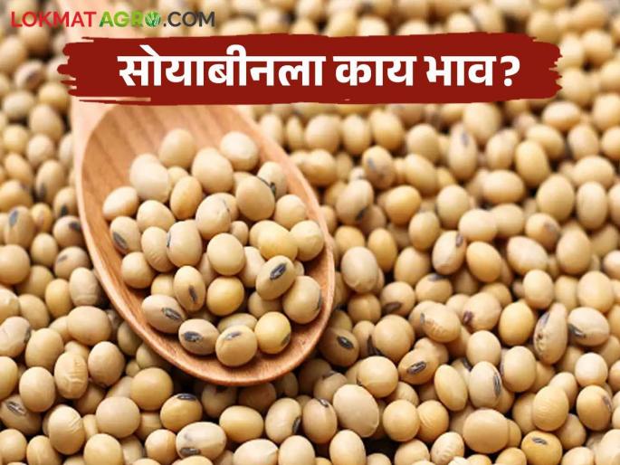 Latest News Soyabean Bajarbhav Inflow of soybeans increased, see market price Latur, Wardha, Washim market | Soyabean Bajarbhav : सोयाबीनची आवक वाढली, लातूर, वर्धा, वाशिम बाजारात काय भाव मिळाला?  Latest News Soyabean Bajarbhav Inflow of soybeans increased, see market price Latur, Wardha, Washim market | Soyabean Bajarbhav : सोयाबीनची आवक वाढली, लातूर, वर्धा, वाशिम बाजारात काय भाव मिळाला?