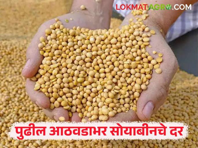 Latest News Soyabean Market How will soybean prices be for the next week Read in detail | Soyabean Market : पुढील आठवडाभर सोयाबीनचे दर कसे राहतील? वाचा सविस्तर
