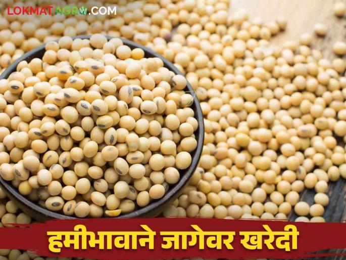 Soybean Guarantee Price Centers limited to market committee are now starting in rural areas as well | बाजार समितीपुरतीच मर्यादीत सोयाबीन हमीभाव केंद्र आता ग्रामीण भागातदेखील सुरु