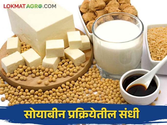 What are the opportunities in the soybean processing industry to get more profit from the soybean crop? | सोयाबीन पिकातून जास्तीचा नफा मिळविण्यासाठी सोया प्रक्रिया उद्योगात कशा आहेत संधी What are the opportunities in the soybean processing industry to get more profit from the soybean crop? | सोयाबीन पिकातून जास्तीचा नफा मिळविण्यासाठी सोया प्रक्रिया उद्योगात कशा आहेत संधी