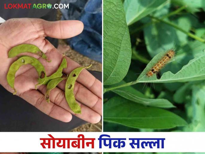 Soybean Crop Management: How to manage soybean crop in heavy rain? | Soybean Crop Management : अतिवृष्टीत सोयाबीन पिकाचे व्यवस्थापन कसे कराल?