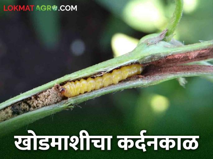 Soybean weevil management by seed treatment | Soybean Khodmashi बीज प्रक्रियेव्दारे करा सोयाबीनवरील खोडमाशीचे व्यवस्थापन