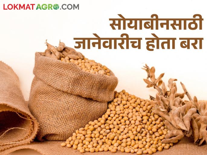 fall in the price of edible oil; effect on soybean market.. How long to keep the soybean at home | गोडेतेलाच्या दरातील घसरण; सोयाबीनच्या मूळावर.. किती दिवस ठेवायचे घरात सोयाबीन