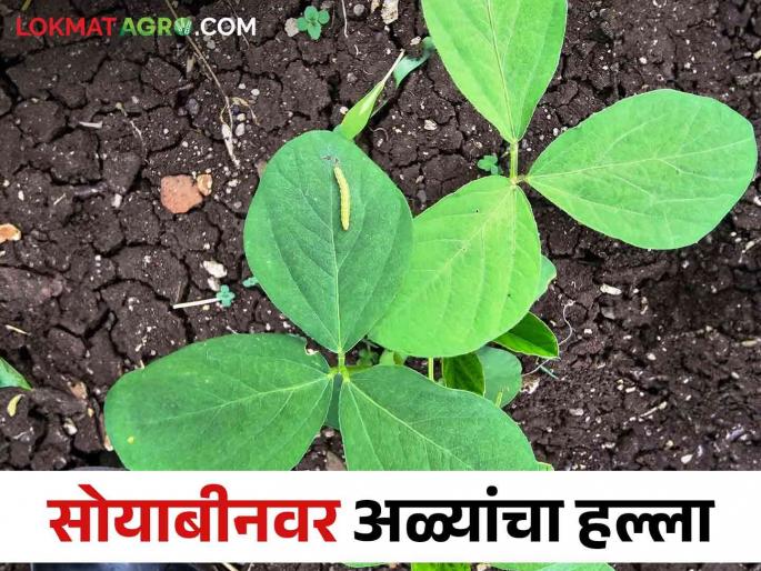 If these pests have come to the soybean crops, how to control and its management | सोयाबीन पिकांवर आल्यात ह्या किडी.. त्यांचा असा करा बंदोबस्त If these pests have come to the soybean crops, how to control and its management | सोयाबीन पिकांवर आल्यात ह्या किडी.. त्यांचा असा करा बंदोबस्त