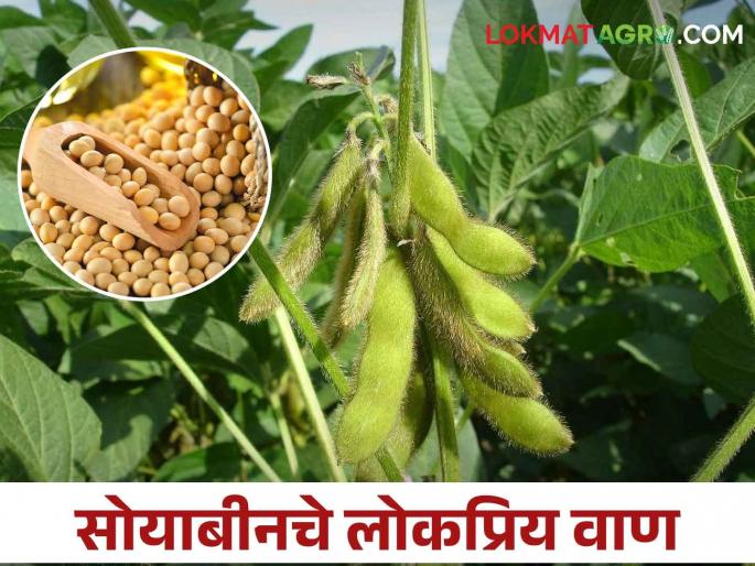 Soybean Variety; What are the Top 10 Popular Soybean Varieties? | Soybean Variety: हे आहेत सोयाबीनचे टॉप १० फेमस वाण, तुम्ही कुठले पेरणार?