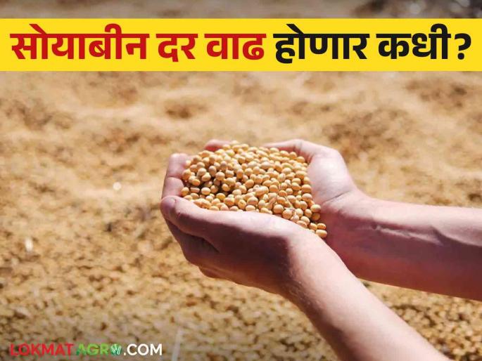 Soybeans Market : Decreased demand for soybeans in the international market | Soybeans Market : आंतरराष्ट्रीय बाजारात सोयाबीनची घटली मागणी Soybeans Market : Decreased demand for soybeans in the international market | Soybeans Market : आंतरराष्ट्रीय बाजारात सोयाबीनची घटली मागणी