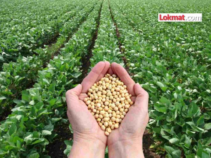 Kharif season compensation, benefit of subsidy to 12 thousand soybean farmers | खरीप हंगामातील नुकसान भरपाई, १२ हजार सोयाबीन उत्पादक शेतकऱ्यांना अनुदानाचा फायदा Kharif season compensation, benefit of subsidy to 12 thousand soybean farmers | खरीप हंगामातील नुकसान भरपाई, १२ हजार सोयाबीन उत्पादक शेतकऱ्यांना अनुदानाचा फायदा