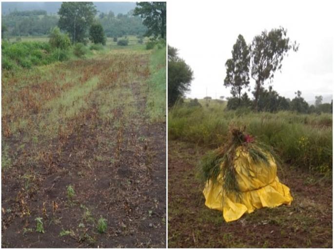 farmers worried harvested soybeans at risk due to rains | शेतकऱ्यांची चिंता वाढली! काढणीस आलेल्या सोयाबीनला पावसामुळे धोका farmers worried harvested soybeans at risk due to rains | शेतकऱ्यांची चिंता वाढली! काढणीस आलेल्या सोयाबीनला पावसामुळे धोका