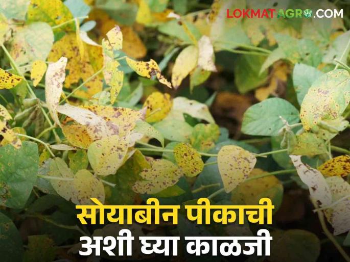Disease incidence on soybean crops; Do so management  | सोयाबीन पिकांवर रोगांचा प्रादुर्भाव; असे करा व्यवस्थापन  Disease incidence on soybean crops; Do so management  | सोयाबीन पिकांवर रोगांचा प्रादुर्भाव; असे करा व्यवस्थापन