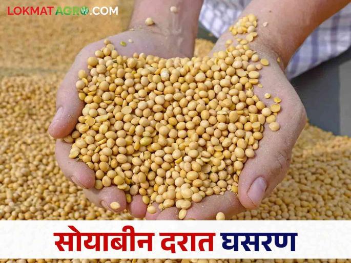 Soyabean Market: Guaranteed price headache for farmers; No production costs  | Soyabean Market : हमी भावाची शेतकऱ्यांना डोकेदुखी; उत्पादन खर्च निघेना  Soyabean Market: Guaranteed price headache for farmers; No production costs  | Soyabean Market : हमी भावाची शेतकऱ्यांना डोकेदुखी; उत्पादन खर्च निघेना