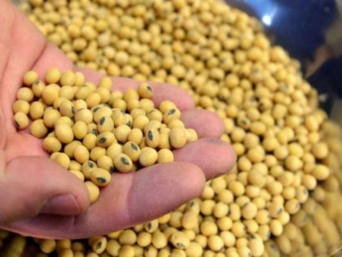Nature also causes soybean to grow less; In many places in the state, up to 90 per cent germination has been claimed | सोयाबीन कमी उगवण्याला निसर्गही कारणीभूतच; राज्यात अनेक ठिकाणी ९० टक्क्यांपर्यंत उगवण झाल्याचा दावा Nature also causes soybean to grow less; In many places in the state, up to 90 per cent germination has been claimed | सोयाबीन कमी उगवण्याला निसर्गही कारणीभूतच; राज्यात अनेक ठिकाणी ९० टक्क्यांपर्यंत उगवण झाल्याचा दावा