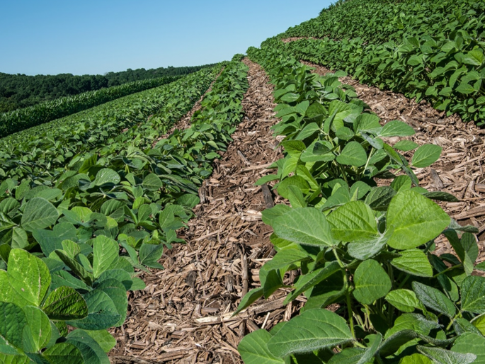 Big relief for farmers! Pest resistant, early-emerging soybean varieties developed | शेतकऱ्यांना मोठा दिलासा! कीडीस प्रतिकारक, लवकरच उगवणारे सोयाबिनचे वाण विकसित Big relief for farmers! Pest resistant, early-emerging soybean varieties developed | शेतकऱ्यांना मोठा दिलासा! कीडीस प्रतिकारक, लवकरच उगवणारे सोयाबिनचे वाण विकसित
