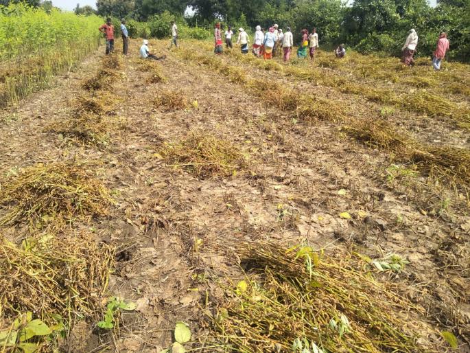 Problems of soybean growers increase! | सोयाबीन उत्पादक शेतकऱ्यांच्या अडचणी वाढल्या ! Problems of soybean growers increase! | सोयाबीन उत्पादक शेतकऱ्यांच्या अडचणी वाढल्या !
