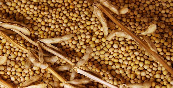 soybean rate rech 3400 Rs per quintal at Washim Market Committee! | वाशिम बाजार समितीत सोयाबीनच्या दराने गाठला ३४०० चा टप्पा ! soybean rate rech 3400 Rs per quintal at Washim Market Committee! | वाशिम बाजार समितीत सोयाबीनच्या दराने गाठला ३४०० चा टप्पा !