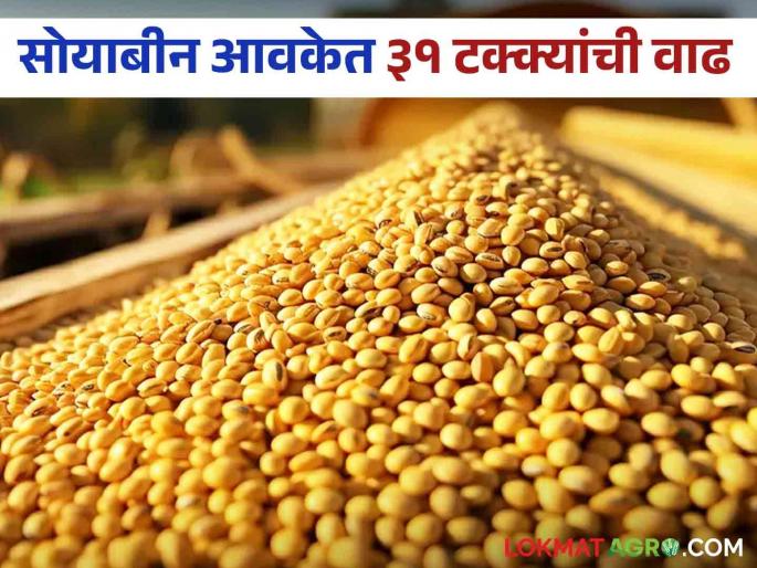 Latest News Soyabean Market 31 percent increase in arrival of soybeans last week market price | Soyabean Market : सोयाबीनच्या आवकमध्ये 31 टक्क्यांनी वाढ, मागील आठवड्याचे बाजारभाव कसे होते? Latest News Soyabean Market 31 percent increase in arrival of soybeans last week market price | Soyabean Market : सोयाबीनच्या आवकमध्ये 31 टक्क्यांनी वाढ, मागील आठवड्याचे बाजारभाव कसे होते?