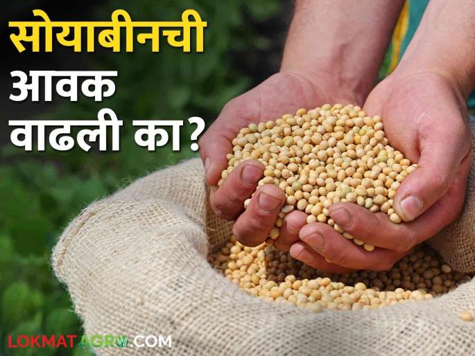 Latest News Todays Soyabean Market price in market yards mandi soyabean bajarbhav todays | Soyabean Market : सोयाबीनला कुठल्या बाजारात हमीभाव मिळाला? वाचा आजचे बाजारभाव Latest News Todays Soyabean Market price in market yards mandi soyabean bajarbhav todays | Soyabean Market : सोयाबीनला कुठल्या बाजारात हमीभाव मिळाला? वाचा आजचे बाजारभाव