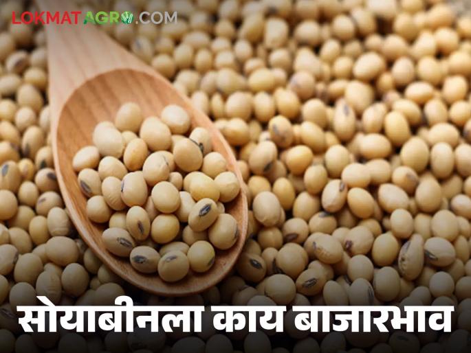 Latest News Soyabean Market todays soyabean market in amravati latur market tard check here | Soyabean Market : सोयाबीनच्या दरात सुधारणा कधी? वाचा आज काय बाजारभाव मिळाला? 