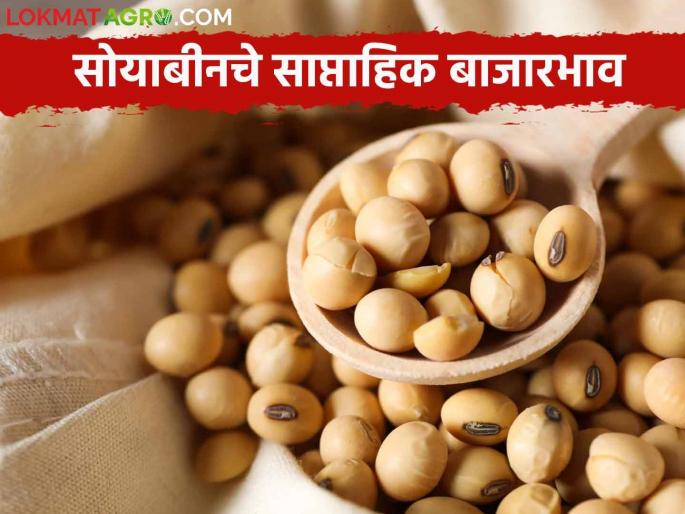 Latest News Soyabean Market Inflow of soybeans increased in maharashtra, price decreased by 2.6 percent, read in detail | Soyabean Market : राज्यात सोयाबीनची आवक वाढली, पण किंमतीत 2.6 टक्के घट, वाचा सविस्तर Latest News Soyabean Market Inflow of soybeans increased in maharashtra, price decreased by 2.6 percent, read in detail | Soyabean Market : राज्यात सोयाबीनची आवक वाढली, पण किंमतीत 2.6 टक्के घट, वाचा सविस्तर