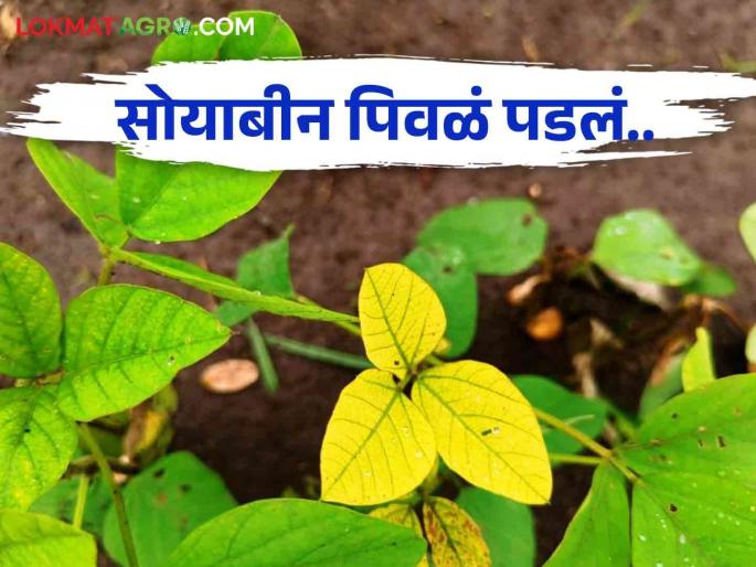 yellowish soybean treatment: Follow these simple measure to control of yellowing in soybean | Yellowish Soybean Treatment: सोयाबीनवरील पिवळेपणा घालवण्यासाठी करा हे सोपे उपाय yellowish soybean treatment: Follow these simple measure to control of yellowing in soybean | Yellowish Soybean Treatment: सोयाबीनवरील पिवळेपणा घालवण्यासाठी करा हे सोपे उपाय