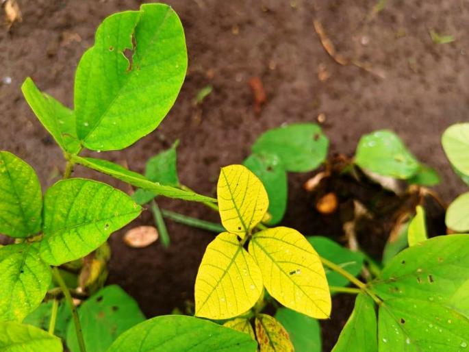 What causes soybean leaves to turn yellow? How to solve this problem | सोयाबीनची पाने कशामुळे पिवळी पडतात ? त्यावर उपाय कसा करावा What causes soybean leaves to turn yellow? How to solve this problem | सोयाबीनची पाने कशामुळे पिवळी पडतात ? त्यावर उपाय कसा करावा