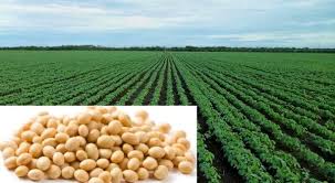 The yield of soybean is below 15 thousand | सोयाबीनचे एकरी उत्पन्न १५ हजाराच्या खालीच The yield of soybean is below 15 thousand | सोयाबीनचे एकरी उत्पन्न १५ हजाराच्या खालीच
