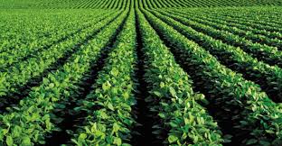 Soyabean production likely to grow in vidarbha | वऱ्हाडात  सोयाबीनच्या भरघोस उत्पादनाची शक्यता!