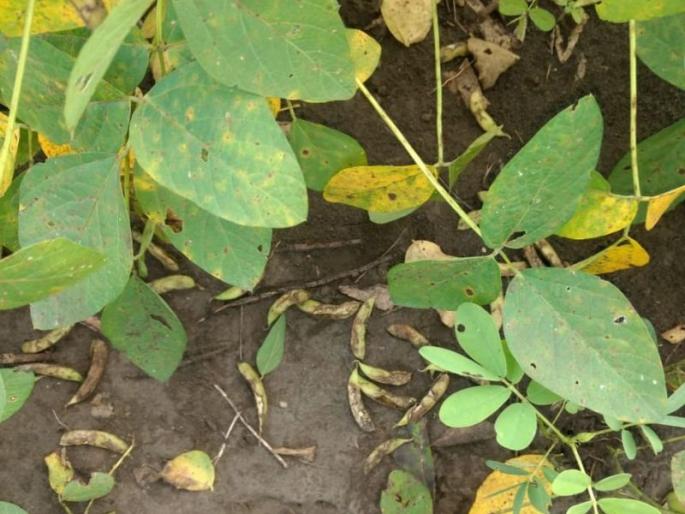 New crisis on soybean crop; The leakage of shells | सोयाबीन पिकावर नवे संकट; शेंगांची गळती