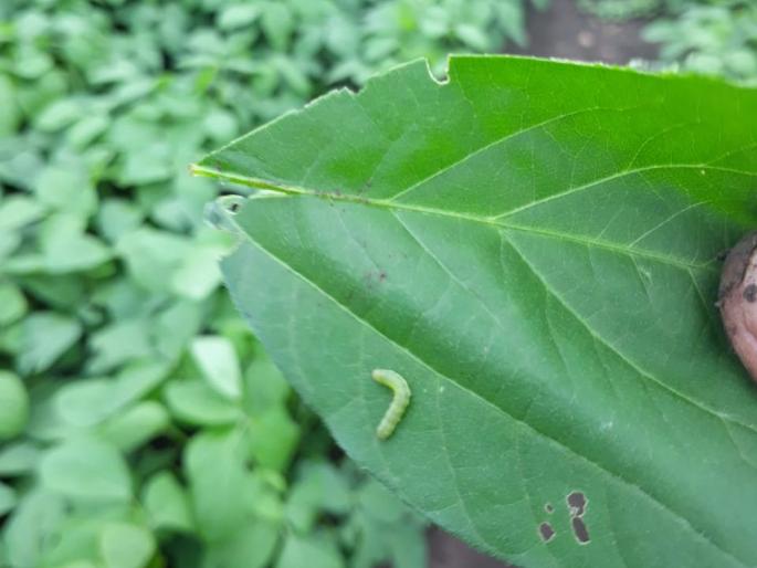 Green camel worm infection spreads on soybean leaves! | सोयाबिनच्या कोवळ्या पानांवर हिरव्या उंटअळीचा प्रादुर्भाव! Green camel worm infection spreads on soybean leaves! | सोयाबिनच्या कोवळ्या पानांवर हिरव्या उंटअळीचा प्रादुर्भाव!