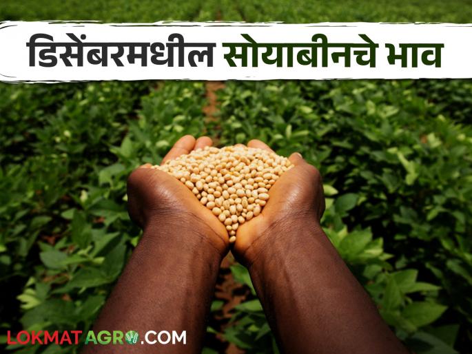 Latest News Soyabean Market 2024 year production of soybeans will be 8 percent more see December market price | Soyabean Market : यंदा सोयाबीनचं आठ टक्क्यांनी उत्पादन अधिक असेल, बाजारभाव काय असतील?  Latest News Soyabean Market 2024 year production of soybeans will be 8 percent more see December market price | Soyabean Market : यंदा सोयाबीनचं आठ टक्क्यांनी उत्पादन अधिक असेल, बाजारभाव काय असतील?