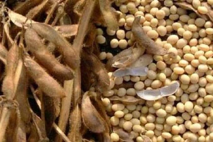 4 months hard work of farmers in vain; The higher the cost the lower the production | शेतकऱ्यांची ४ महिन्याची मेहनत व्यर्थ ; खर्च जास्त उत्पादन कमी 4 months hard work of farmers in vain; The higher the cost the lower the production | शेतकऱ्यांची ४ महिन्याची मेहनत व्यर्थ ; खर्च जास्त उत्पादन कमी