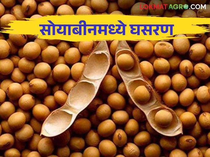 Soybean Bajarbhav: How much is the fall in the price of soybeans for the farmers? | Soybean Bajarbhav : सोयाबीन दरात मोठी घसरण गेल्या दहा दिवसात कसे राहिले दर Soybean Bajarbhav: How much is the fall in the price of soybeans for the farmers? | Soybean Bajarbhav : सोयाबीन दरात मोठी घसरण गेल्या दहा दिवसात कसे राहिले दर