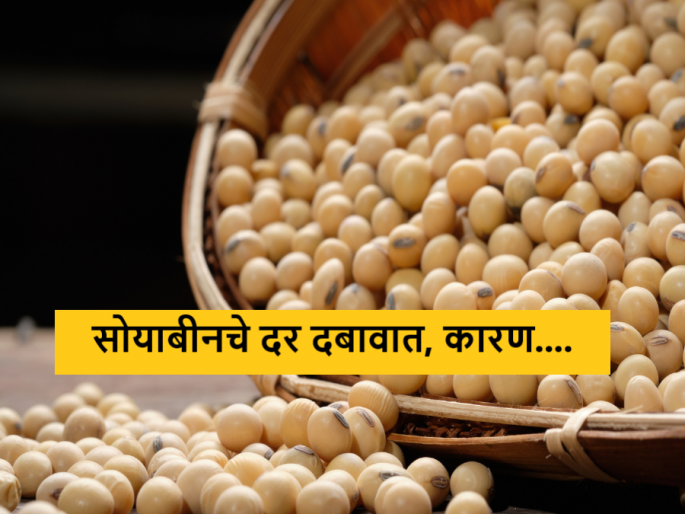 Latest News Soyabean Market Reduced import duty on edible oil and rising imports make soybean prices down | Soyabean Market : साेयाबीनच्या दरवाढीची शक्यता मावळली, जाणून घ्या नेमकं कारण?  Latest News Soyabean Market Reduced import duty on edible oil and rising imports make soybean prices down | Soyabean Market : साेयाबीनच्या दरवाढीची शक्यता मावळली, जाणून घ्या नेमकं कारण?