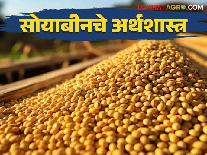 Latest News Production cost 6 thousand 39 rupees and 3 thousand 900 in hands, read economics of soybean  | Soyabean Production Cost : उत्पादन खर्च 6 हजार 39 हातात पडतात 3 हजार 900 रुपये, वाचा सोयाबीनचे अर्थशास्त्र  Latest News Production cost 6 thousand 39 rupees and 3 thousand 900 in hands, read economics of soybean  | Soyabean Production Cost : उत्पादन खर्च 6 हजार 39 हातात पडतात 3 हजार 900 रुपये, वाचा सोयाबीनचे अर्थशास्त्र