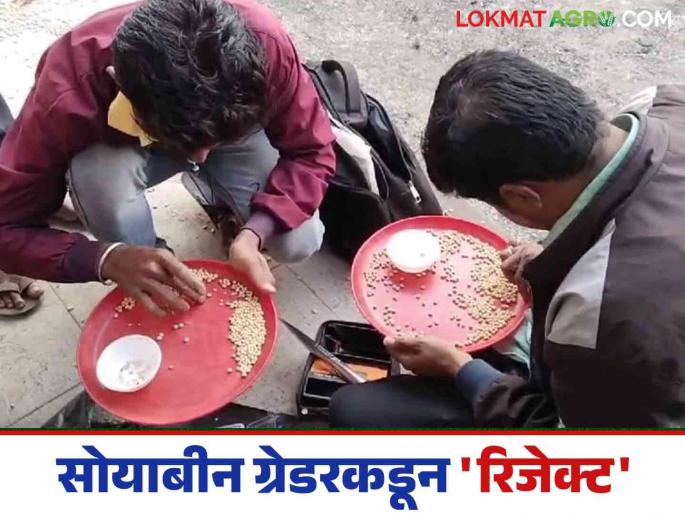 Latest News Soybean Market Soybean purchased at guaranteed price rejected by grader see details | Soyabean Market : हमीभावाने खरेदी केलेले सोयाबीन ग्रेडरकडून 'रिजेक्ट', काय आहे नेमकं प्रकरण?  Latest News Soybean Market Soybean purchased at guaranteed price rejected by grader see details | Soyabean Market : हमीभावाने खरेदी केलेले सोयाबीन ग्रेडरकडून 'रिजेक्ट', काय आहे नेमकं प्रकरण?