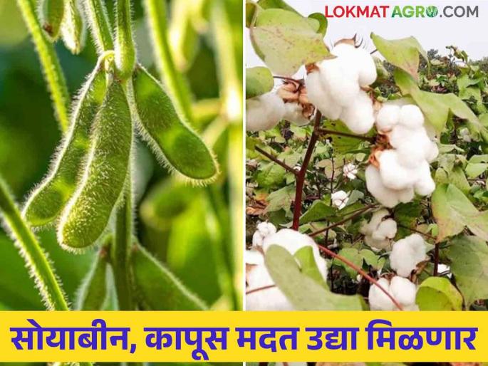 Soybean, cotton farmers will get Rs 5000 per hectare tomorrow | सोयाबीन, कापूस उत्पादक शेतकऱ्यांना उद्या मिळणार हेक्टरी ५००० रुपये Soybean, cotton farmers will get Rs 5000 per hectare tomorrow | सोयाबीन, कापूस उत्पादक शेतकऱ्यांना उद्या मिळणार हेक्टरी ५००० रुपये