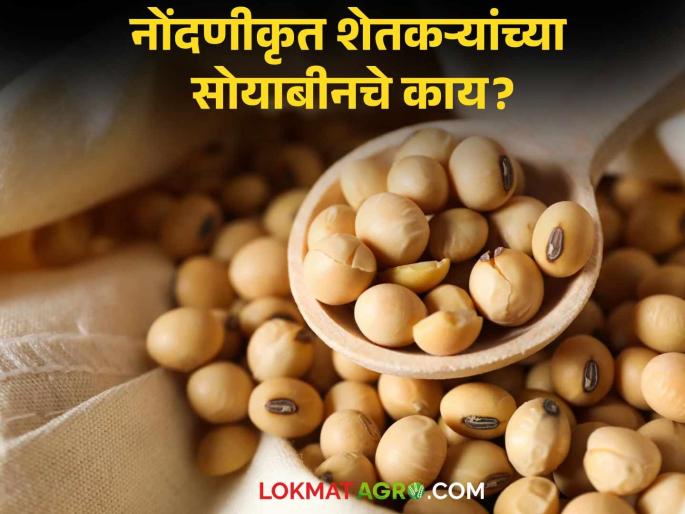 Latest News Agriculture News 2.66 lakh soybeans remaining from registered farmers see details | Soyabean Kharedi : शासकीय खरेदीची मुदत संपली, 2.66 लाख नाेंदणीकृत शेतकऱ्यांच्या साेयाबीनचे काय? Latest News Agriculture News 2.66 lakh soybeans remaining from registered farmers see details | Soyabean Kharedi : शासकीय खरेदीची मुदत संपली, 2.66 लाख नाेंदणीकृत शेतकऱ्यांच्या साेयाबीनचे काय?