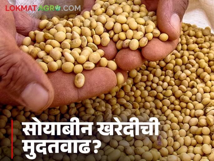 latest News Soyabean Buying Announcement of extension of soybean procurement deadline No extended know the details | Soyabean Buying Center : सोयाबीन खरेदी मुदतवाढीची घोषणा, पण आदेशच नाहीत, जाणून घ्या सविस्तर  latest News Soyabean Buying Announcement of extension of soybean procurement deadline No extended know the details | Soyabean Buying Center : सोयाबीन खरेदी मुदतवाढीची घोषणा, पण आदेशच नाहीत, जाणून घ्या सविस्तर