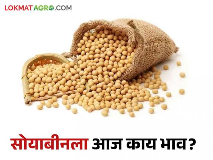 Soybean Market Update: Inflow of farm produce in Latur market due to festival; But the rates were the same | Soybean Market Update : सणासुदीमुळे शेतमालाची लातूरच्या बाजारात आवक; दर मात्र जैसे थे Soybean Market Update: Inflow of farm produce in Latur market due to festival; But the rates were the same | Soybean Market Update : सणासुदीमुळे शेतमालाची लातूरच्या बाजारात आवक; दर मात्र जैसे थे