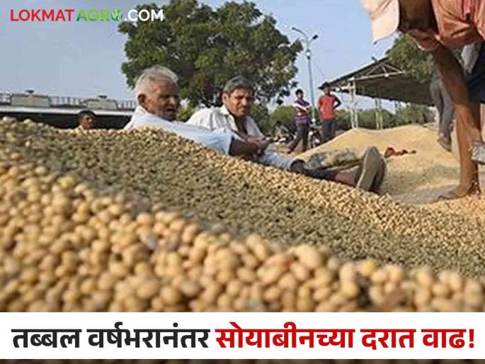 Soybean Market Rate: Will the price of soybeans increase due to import duty? Read in detail  | Soybean Market Rate : आयात शुल्कामुळे सोयाबीन बाजारात भाव वाढणार का? वाचा सविस्तर  Soybean Market Rate: Will the price of soybeans increase due to import duty? Read in detail  | Soybean Market Rate : आयात शुल्कामुळे सोयाबीन बाजारात भाव वाढणार का? वाचा सविस्तर