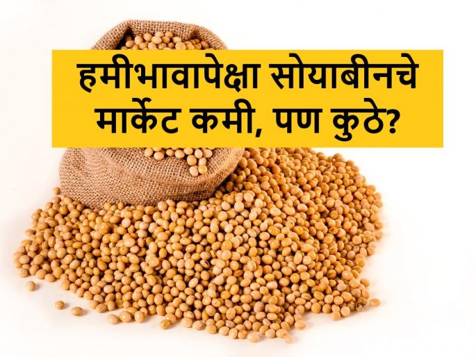 what is market rate of soyabean in Latur and Maharashtra, price of 1kg soyabean | सोयाबीन हमीभावापेक्षा कमी की जास्त? लातूरसह राज्यात आज असा मिळाला बाजार भाव what is market rate of soyabean in Latur and Maharashtra, price of 1kg soyabean | सोयाबीन हमीभावापेक्षा कमी की जास्त? लातूरसह राज्यात आज असा मिळाला बाजार भाव