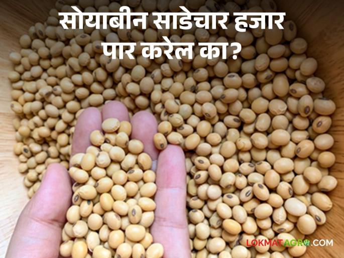 Soybean price for the first time this year at four and a half thousand; Will the price increase in the next few days? | सोयाबीनचे भाव यंदा प्रथमच साडेचार हजारांवर; येत्या काही दिवसात भाव वाढणार? Soybean price for the first time this year at four and a half thousand; Will the price increase in the next few days? | सोयाबीनचे भाव यंदा प्रथमच साडेचार हजारांवर; येत्या काही दिवसात भाव वाढणार?