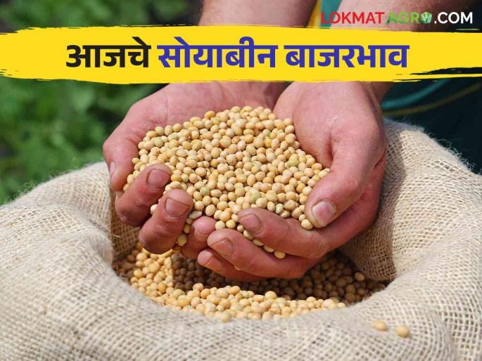 Soyben Bajar Bhav : Highest arrival of soybeans in Jalna market; Read the price in detail | Soyben Bajar Bhav : सोयाबीनची सर्वाधिक आवक जालना बाजारात; काय मिळाला भाव वाचा सविस्तर Soyben Bajar Bhav : Highest arrival of soybeans in Jalna market; Read the price in detail | Soyben Bajar Bhav : सोयाबीनची सर्वाधिक आवक जालना बाजारात; काय मिळाला भाव वाचा सविस्तर