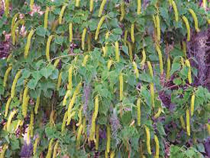 Disease on Soyabean n its medicines | सोयाबीनवरील रोग, उपाय Disease on Soyabean n its medicines | सोयाबीनवरील रोग, उपाय