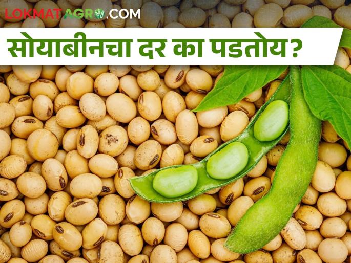 Soybean production will decrease but the price will not increase but why? | सोयाबीनचे उत्पादन घटूनही दरवाढ होईना पण का? Soybean production will decrease but the price will not increase but why? | सोयाबीनचे उत्पादन घटूनही दरवाढ होईना पण का?